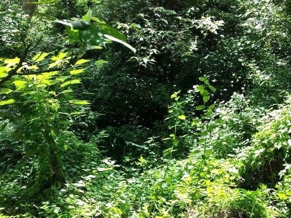 Dikkatli baksanız da bu keskin nişancıları göremezsiniz 3