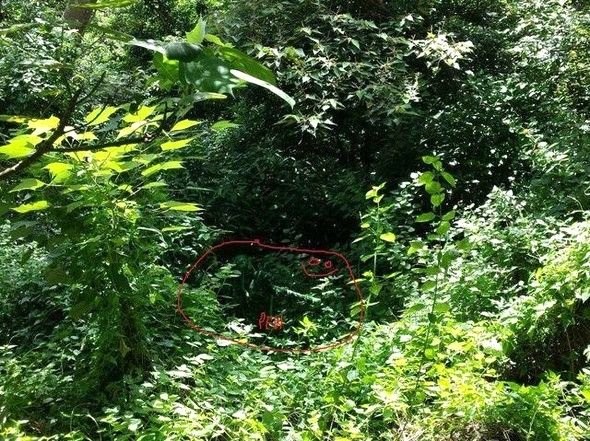 Dikkatli baksanız da bu keskin nişancıları göremezsiniz 4