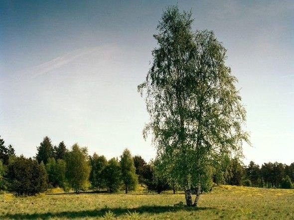 Dikkatli baksanız da bu keskin nişancıları göremezsiniz 9