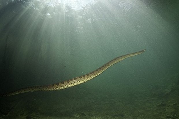 Anakondanın midesinde yolculuk 7