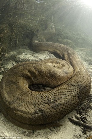 Anakondanın midesinde yolculuk 20