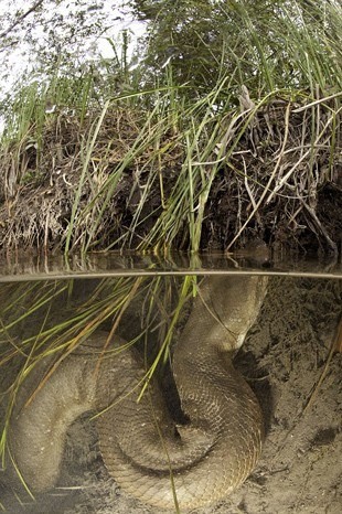 Anakondanın midesinde yolculuk 21