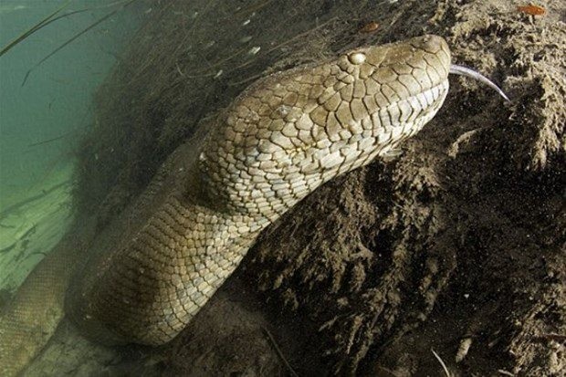 Anakondanın midesinde yolculuk 22