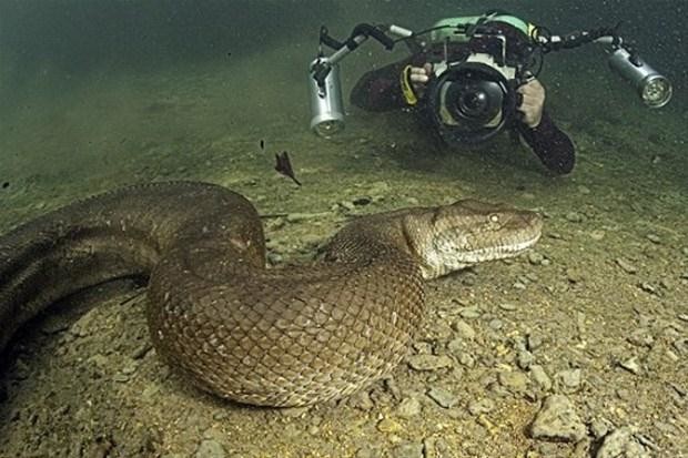 Anakondanın midesinde yolculuk 8