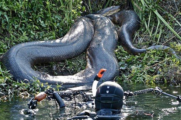 Anakondanın midesinde yolculuk 9