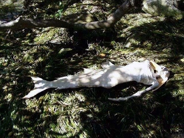 İnternette her gördüğünüze inanmayın 23