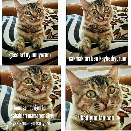 Sosyal medyanın son akımı 'Napcan' 1