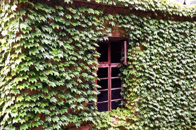 Terk edilmiş köyü doğa ele geçirdi 12