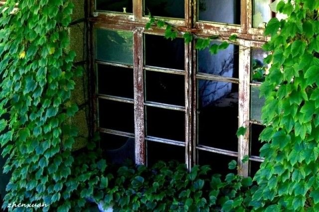 Terk edilmiş köyü doğa ele geçirdi 3