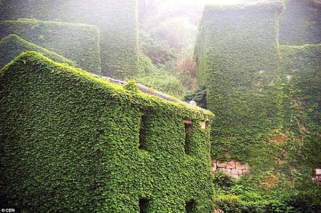 Terk edilmiş köyü doğa ele geçirdi 9