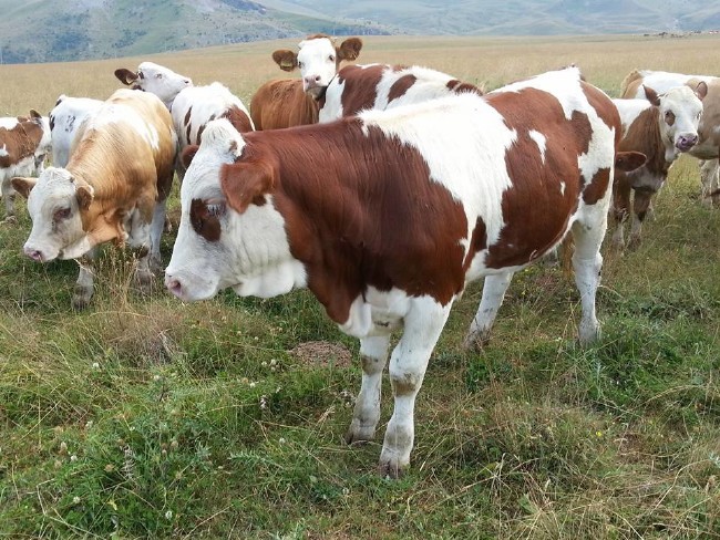 Kurban nasıl kesilir nelere dikkat edilmeli? 10
