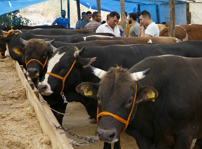 Kurban nasıl kesilir nelere dikkat edilmeli? 11