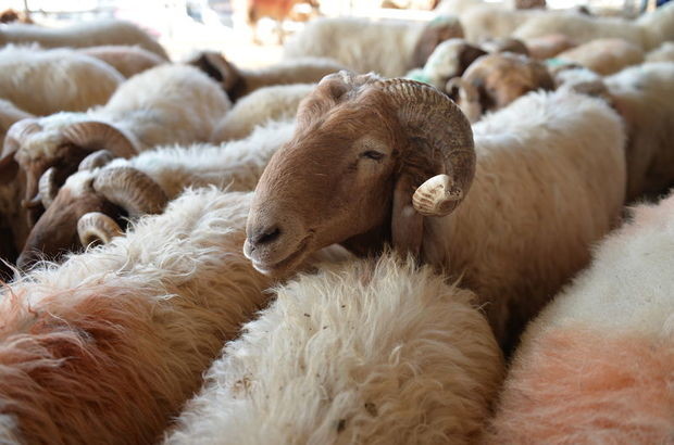 Kurban nasıl kesilir nelere dikkat edilmeli? 43