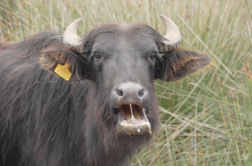 Kurban nasıl kesilir nelere dikkat edilmeli? 49