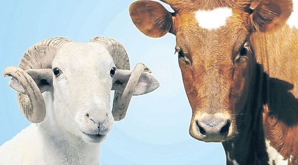 Kurban nasıl kesilir nelere dikkat edilmeli? 3