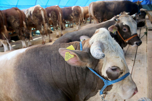 Kurban nasıl kesilir nelere dikkat edilmeli? 44