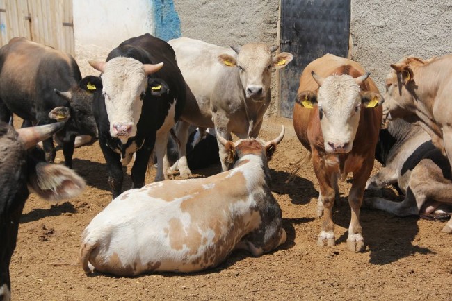 Kurban nasıl kesilir nelere dikkat edilmeli? 1