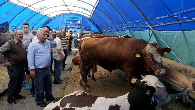 Kurban nasıl kesilir nelere dikkat edilmeli? 5