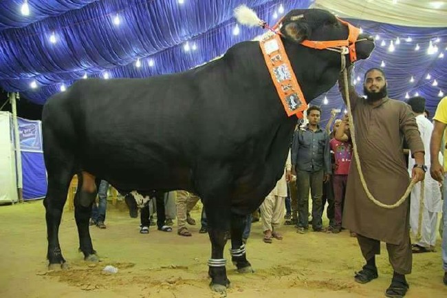 Kurban nasıl kesilir nelere dikkat edilmeli? 6