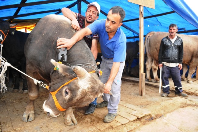 Kurban nasıl kesilir nelere dikkat edilmeli? 14