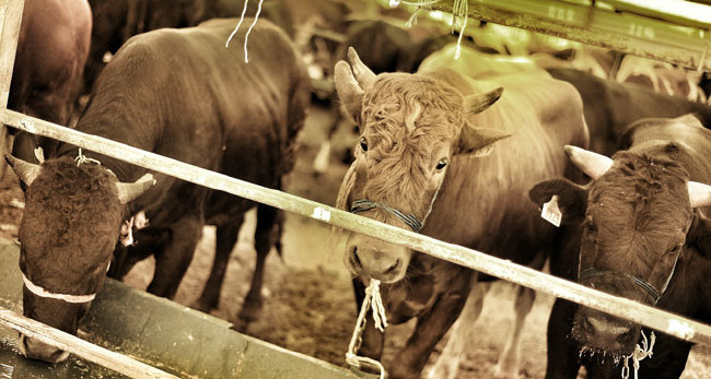 Kurban nasıl kesilir nelere dikkat edilmeli? 7