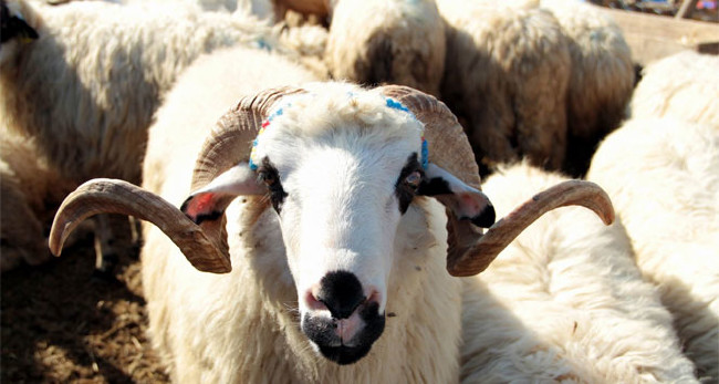 Kurban nasıl kesilir nelere dikkat edilmeli? 8