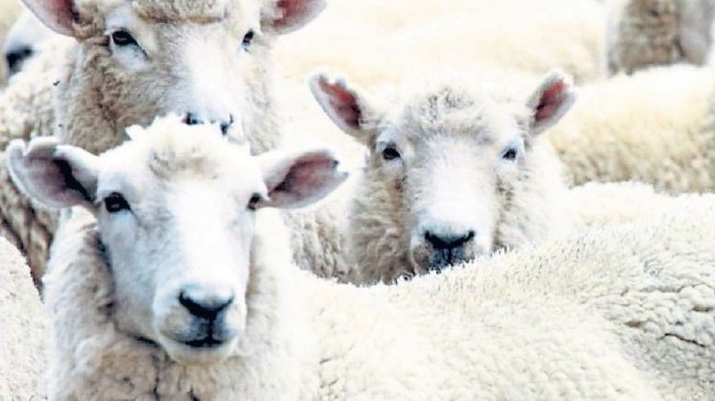 Kurban nasıl kesilir nelere dikkat edilmeli? 13