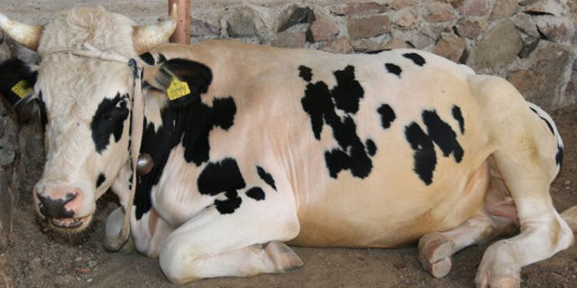 Kurban nasıl kesilir nelere dikkat edilmeli? 9