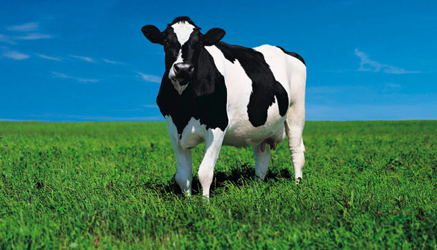 Kurban nasıl kesilir nelere dikkat edilmeli? 48