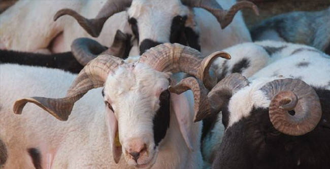 Kurban nasıl kesilir nelere dikkat edilmeli? 16