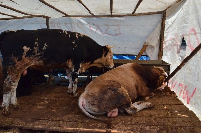 Kurban nasıl kesilir nelere dikkat edilmeli? 17