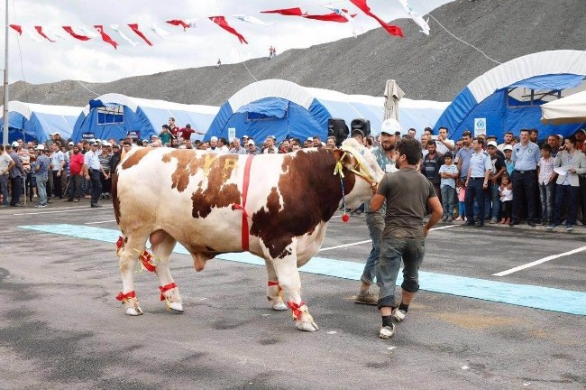 Kurban nasıl kesilir nelere dikkat edilmeli? 18