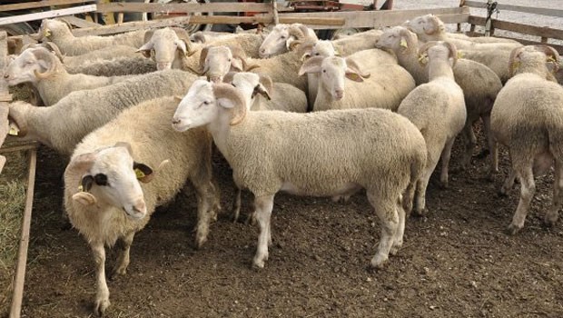 Kurban nasıl kesilir nelere dikkat edilmeli? 20