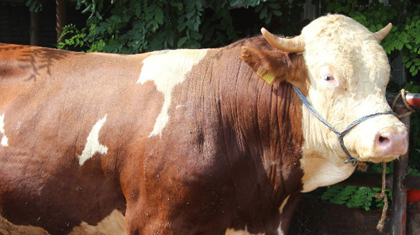 Kurban nasıl kesilir nelere dikkat edilmeli? 21