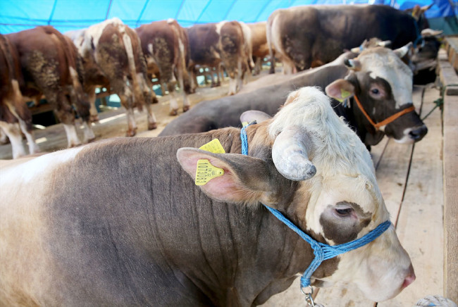 Kurban nasıl kesilir nelere dikkat edilmeli? 22