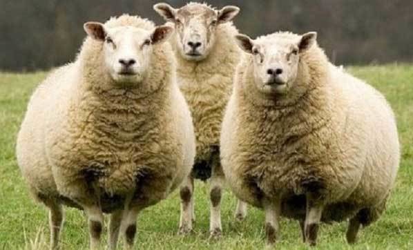 Kurban nasıl kesilir nelere dikkat edilmeli? 24