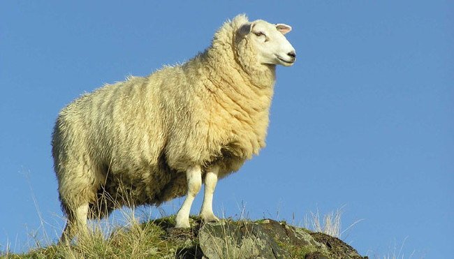 Kurban nasıl kesilir nelere dikkat edilmeli? 32