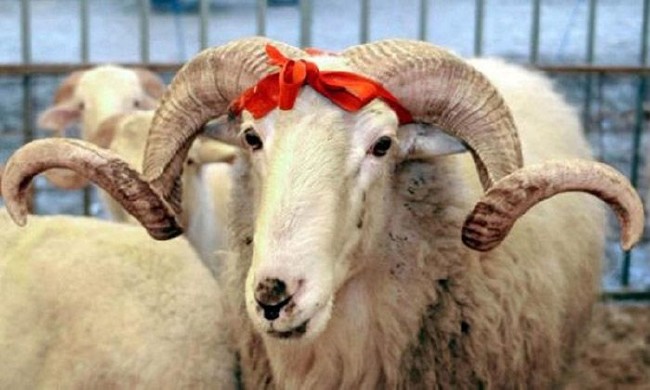 Kurban nasıl kesilir nelere dikkat edilmeli? 30