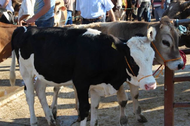 Kurban nasıl kesilir nelere dikkat edilmeli? 31
