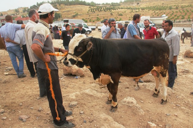Kurban nasıl kesilir nelere dikkat edilmeli? 33