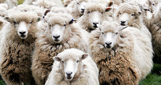 Kurban nasıl kesilir nelere dikkat edilmeli? 34