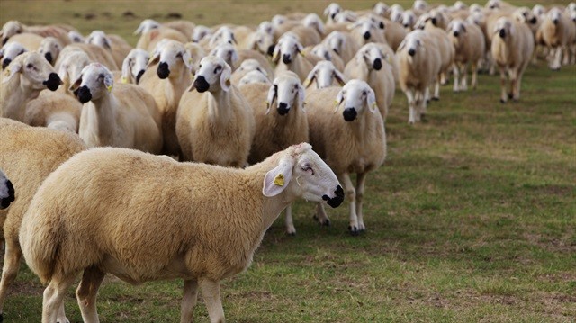Kurban nasıl kesilir nelere dikkat edilmeli? 36