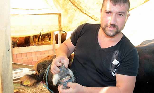 Kurban nasıl kesilir nelere dikkat edilmeli? 37