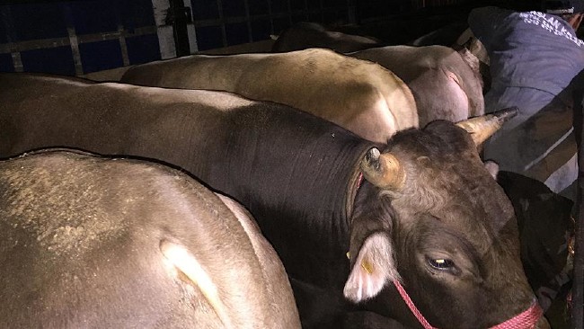 Kurban nasıl kesilir nelere dikkat edilmeli? 38