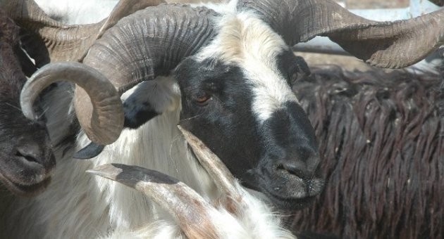 Kurban nasıl kesilir nelere dikkat edilmeli? 39