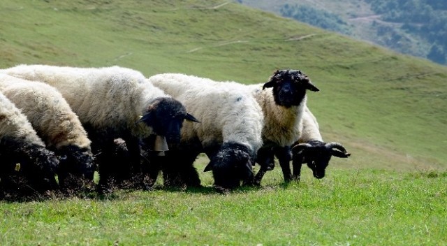 Kurban nasıl kesilir nelere dikkat edilmeli? 40