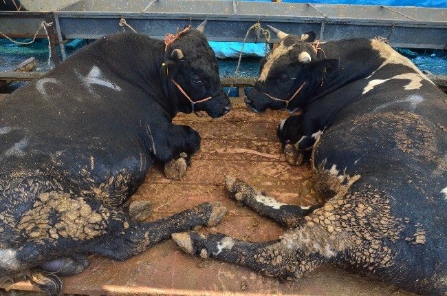 Kurban nasıl kesilir nelere dikkat edilmeli? 41