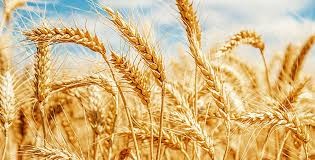 En güçlü antioksidanlar 6