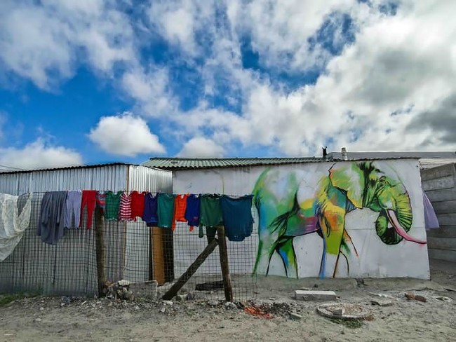 Afrika’nın renkli filleri 13