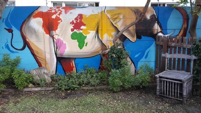 Afrika’nın renkli filleri 22